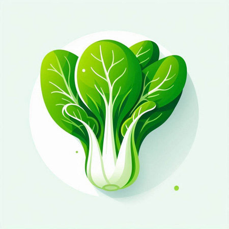 Bok choy vector illustration. Fresh green bok choy.のイラスト素材