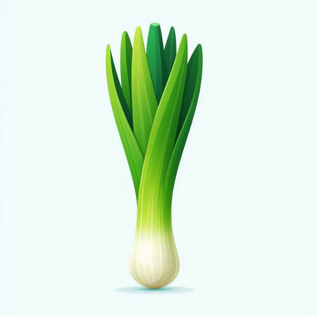 Vector illustration of fresh green onion isolated on white background. Vector illustration.のイラスト素材
