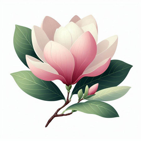 Magnolia flowers on a white background, vector illustration for your designのイラスト素材