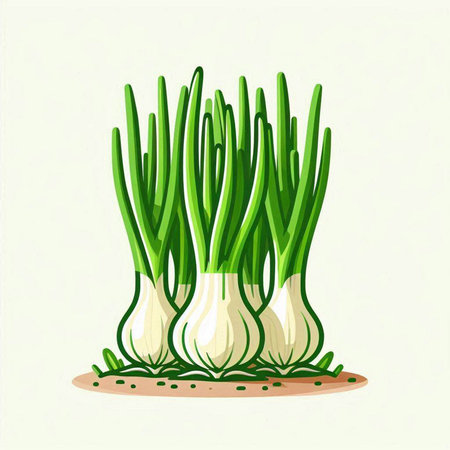 Vector illustration of fresh spring onion on white background. Vector illustration.のイラスト素材
