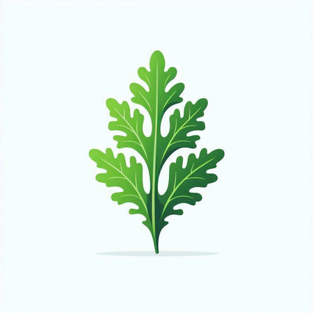 Arugula leaves. Isolated on white background. Vector illustration.のイラスト素材