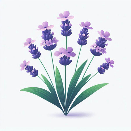 Lavender flowers. Vector illustration of a lavender flower.のイラスト素材
