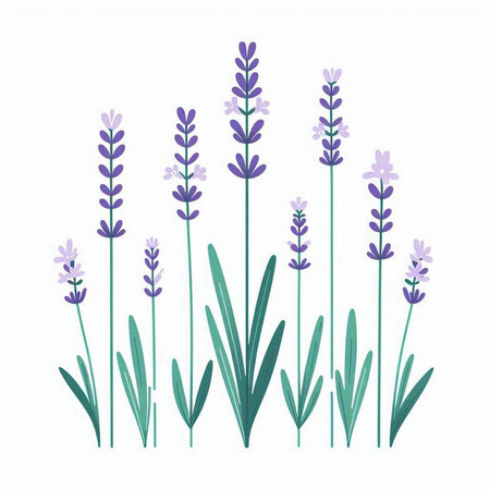 Lavender flowers isolated on white background. Hand drawn vector illustration.のイラスト素材