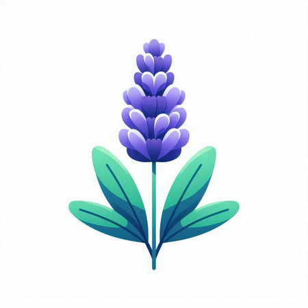 Lavender flower icon. Vector illustration isolated on white background.のイラスト素材