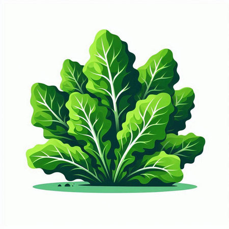 Lettuce leaves isolated on a white background. Vector illustration.のイラスト素材