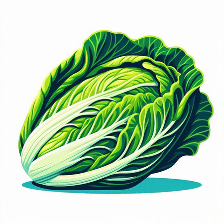 Cabbage isolated on white background. Vector illustration. Eps 10.のイラスト素材