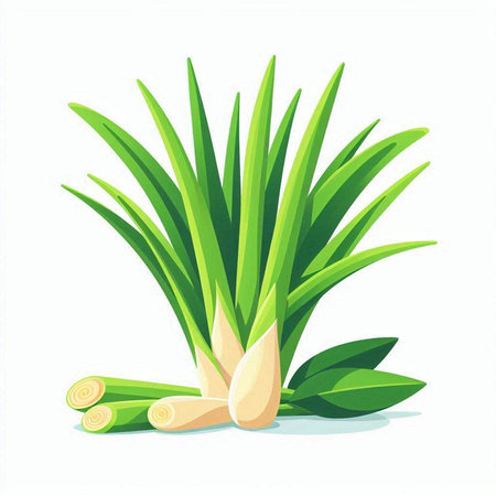 Lemongrass vector illustration, isolated on white background.のイラスト素材