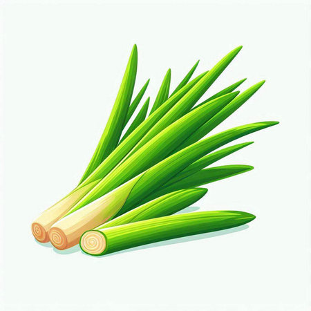 Illustration of fresh lemongrass on a white background.のイラスト素材