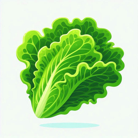 Lettuce vector illustration isolated on white background. Vector illustration.のイラスト素材