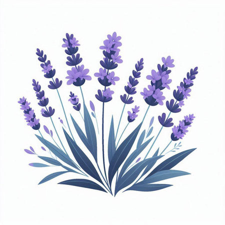Lavender bouquet isolated on white background. Vector illustration.のイラスト素材