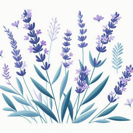 Lavender flowers and leaves on white background. Vector illustration.のイラスト素材