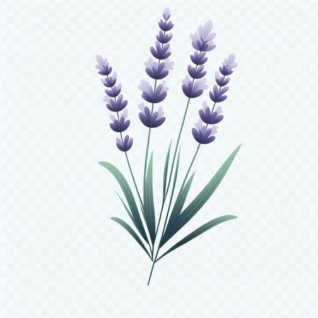 Lavender flowers. Vector illustration. Isolated on transparent background.のイラスト素材
