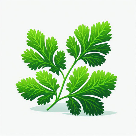 Parsley leaves isolated on a white background. Vector illustration.のイラスト素材