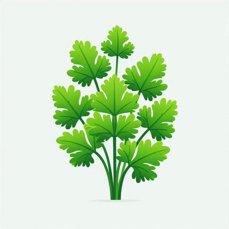 parsley on a white background. Vector illustration of parsley.のイラスト素材