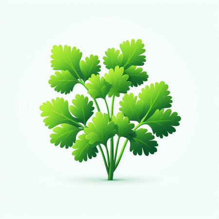 Parsley isolated on white background. Vector illustration. Eps 10.のイラスト素材