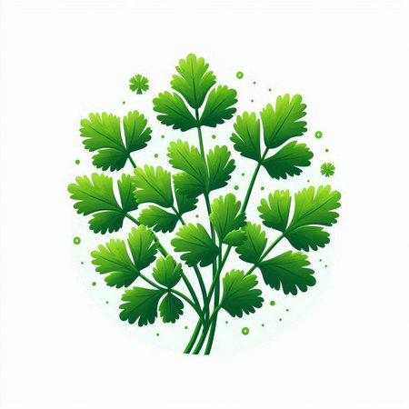 parsley on a white background. vector illustration of parsleyのイラスト素材