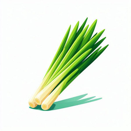 Illustration of fresh leek on white background. Vector illustration.のイラスト素材