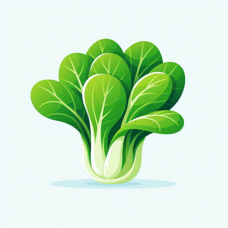 Bok choy vegetable vector illustration. Fresh bok choy vegetable.のイラスト素材