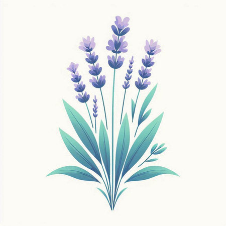 Lavender flowers isolated on a white background. Vector illustration.のイラスト素材
