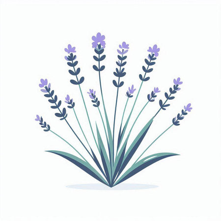 Lavender flowers isolated on a white background. Vector illustration.のイラスト素材