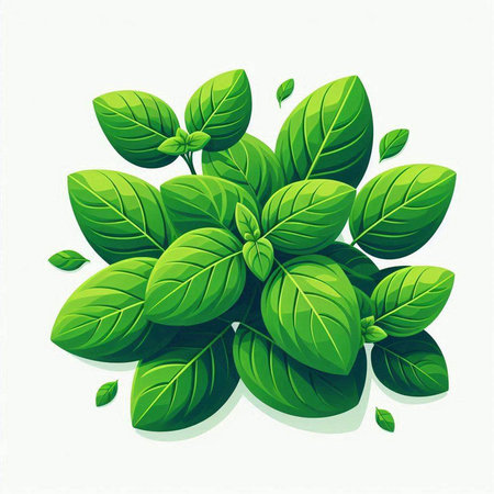 Illustration of fresh green basil leaves on white background - vector illustrationのイラスト素材