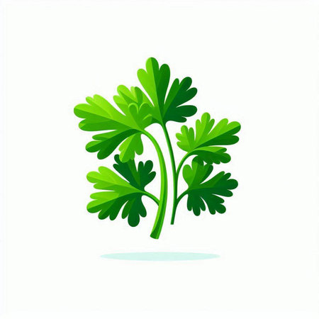 Parsley icon. Isolated on white background. Vector illustration.のイラスト素材