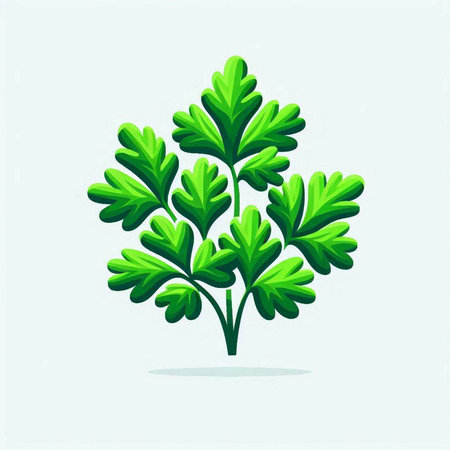 Parsley vector illustration. Isolated on a white background.のイラスト素材