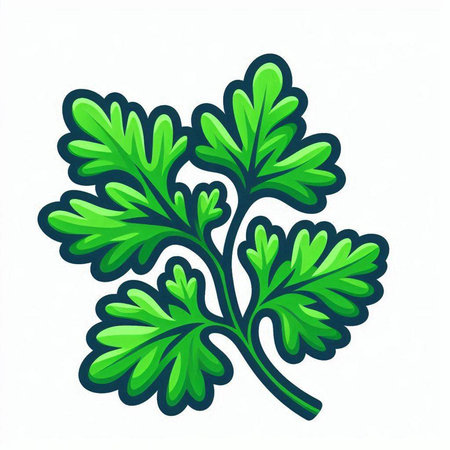 Parsley isolated on the white background. Vector illustration of parsley.のイラスト素材