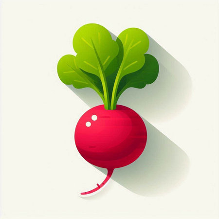 Radish. Vector illustration. Isolated on a white background.のイラスト素材