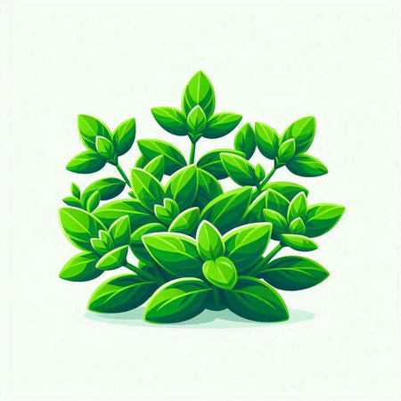 Vector illustration of fresh green basil leaves. Isolated on white background.のイラスト素材