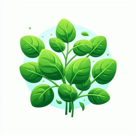 Green leaves of spinach on a white background. Vector illustration. Flat design.のイラスト素材