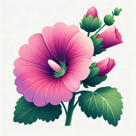 Pink hibiscus flower on white background. Vector illustration.のイラスト素材