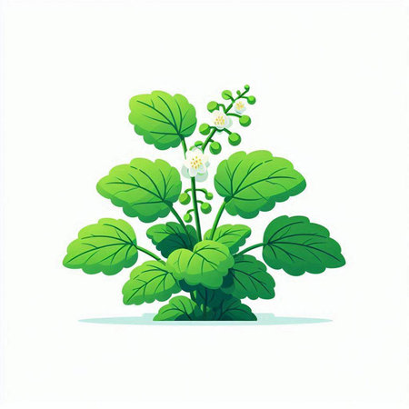 Illustration of a green plant with flowers on a white background.のイラスト素材