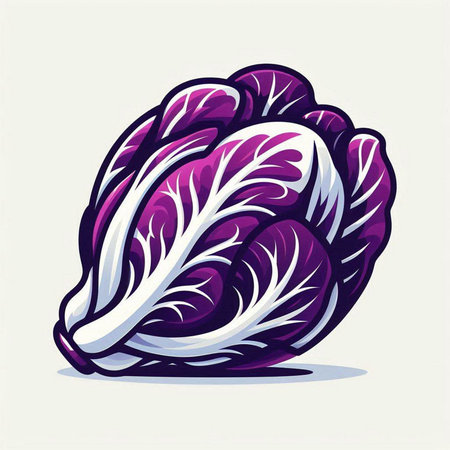 Purple chinese cabbage isolated on white background. Vector illustration.のイラスト素材