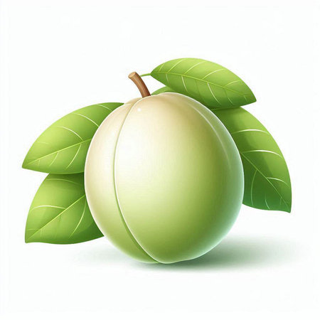 Plum with leaves on a white background. Eps 10 vector file.のイラスト素材