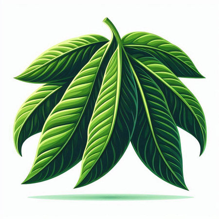 Mango leaf isolated on white background. Realistic vector illustration.のイラスト素材