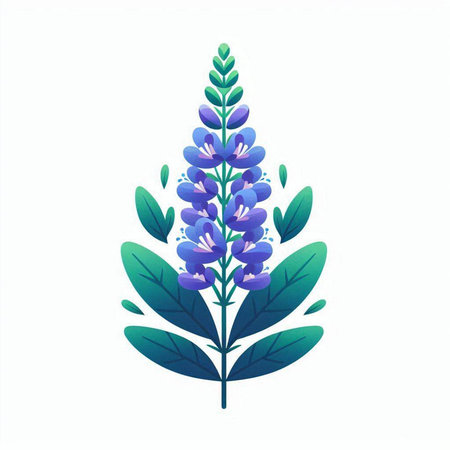 Blue lupine flowers on a white background. Vector illustration.のイラスト素材