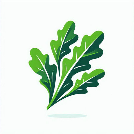 Leaves of arugula isolated on white background. Vector illustration.のイラスト素材