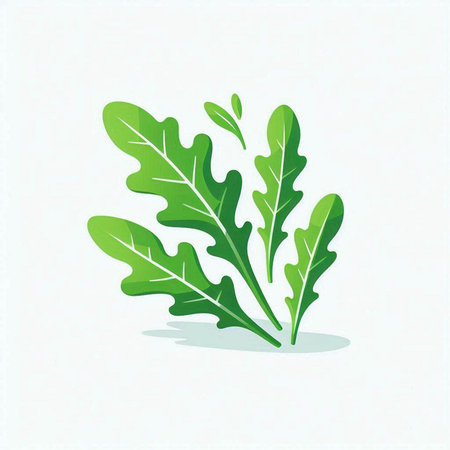 fresh arugula leaves isolated on white background. vector illustration.のイラスト素材