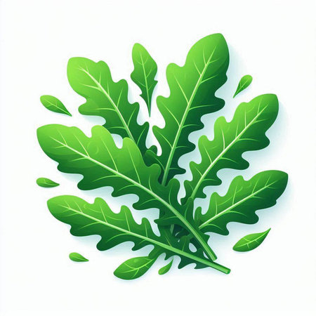 Fresh arugula leaves isolated on white background. Vector illustration.のイラスト素材