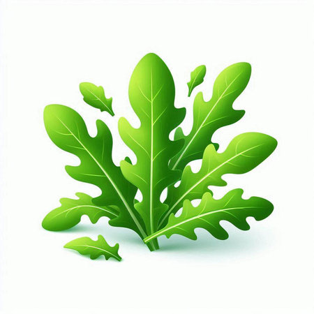 Green arugula leaves isolated on white background. Vector illustration.のイラスト素材