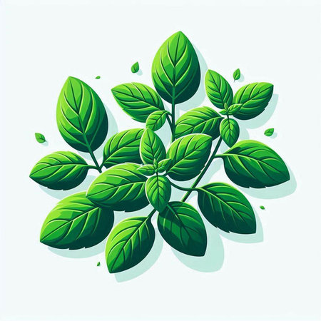Illustration of fresh basil leaves on a white background. Vector illustration.のイラスト素材