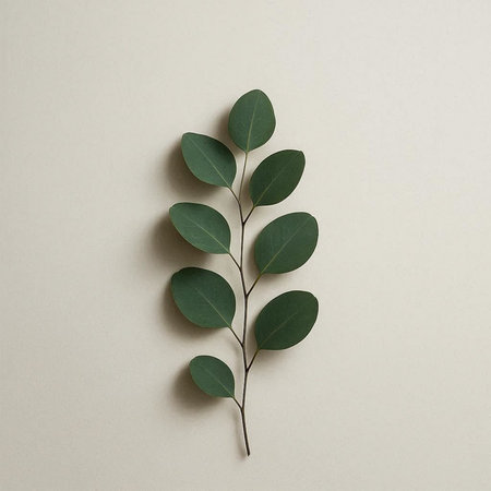 Eucalyptus branch on paper background. Flat lay, top view