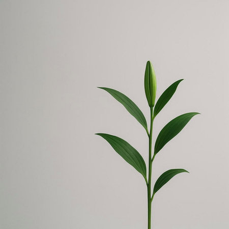 Bamboo leaves isolated on gray background. Minimal nature concept.