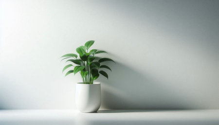 Indoor plant in white pot on white wall background. 3d render