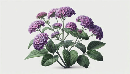 Purple hydrangea flowers with leaves isolated on white background