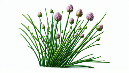 Chives flowers isolated on a white background. Clipping path included.