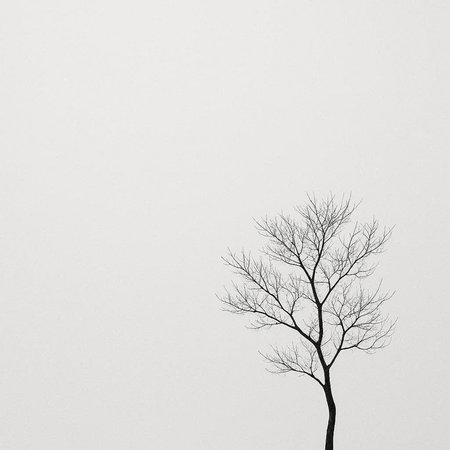 Dead tree on a white background with space for text. Black and white.の写真素材