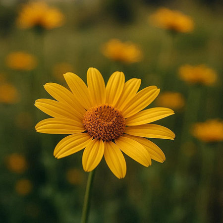 Yellow daisy flower in a meadow. Selective focus.