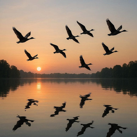 A flock of geese flying over the lake at sunset. The birds are reflected in the water.